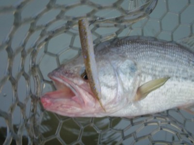 プロショップオオツカ バスフィッシング用品ネット通信販売 ブログ写真 2012/03/08