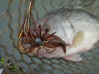 プロショップオオツカ バスフィッシング用品ネット通信販売 ブログ写真 2012/03/08