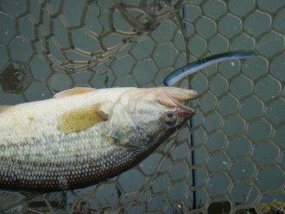 プロショップオオツカ バスフィッシング用品ネット通信販売 ブログ写真 2012/03/08