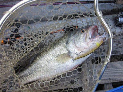 プロショップオオツカ バスフィッシング用品ネット通信販売 ブログ写真 2012/03/15