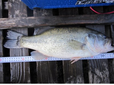 プロショップオオツカ バスフィッシング用品ネット通信販売 ブログ写真 2012/03/15