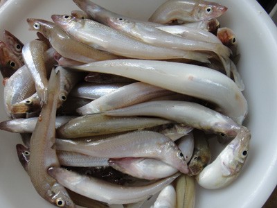 プロショップオオツカ バスフィッシング用品ネット通信販売 ブログ写真 2012/08/06