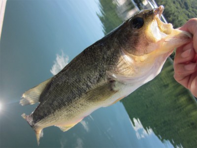 プロショップオオツカ バスフィッシング用品ネット通信販売 ブログ写真 2012/08/09