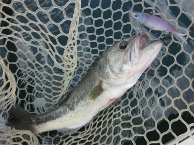 プロショップオオツカ バスフィッシング用品ネット通信販売 ブログ写真 2012/08/09