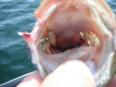 プロショップオオツカ バスフィッシング用品ネット通信販売 ブログ写真 2012/08/30