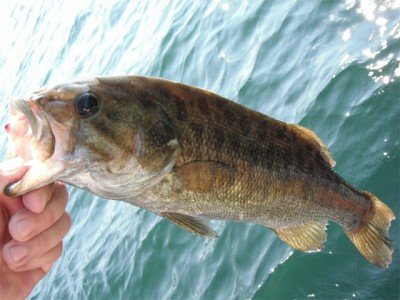 プロショップオオツカ バスフィッシング用品ネット通信販売 ブログ写真 2012/08/30