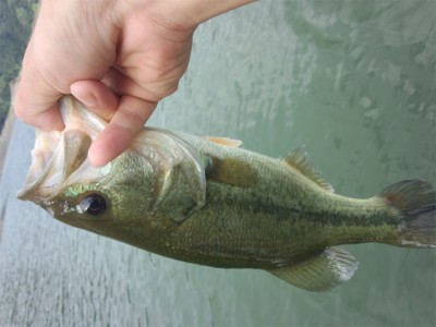 プロショップオオツカ バスフィッシング用品ネット通信販売 ブログ写真 2012/10/05