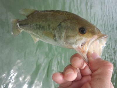 プロショップオオツカ バスフィッシング用品ネット通信販売 ブログ写真 2012/10/05