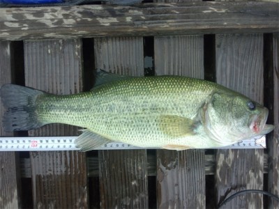 プロショップオオツカ バスフィッシング用品ネット通信販売 ブログ写真 2012/10/05