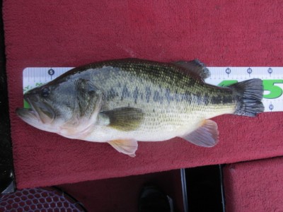 プロショップオオツカ バスフィッシング用品ネット通信販売 ブログ写真 2012/10/21