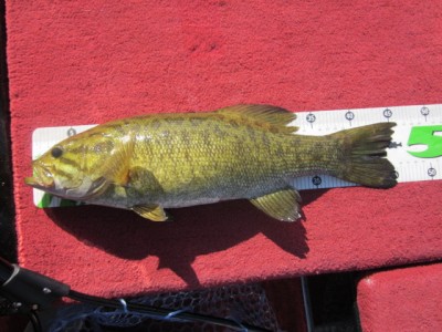 プロショップオオツカ バスフィッシング用品ネット通信販売 ブログ写真 2012/10/21