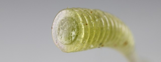 プロショップオオツカ バスフィッシング用品ネット通信販売 ブログ写真 2013/03/28