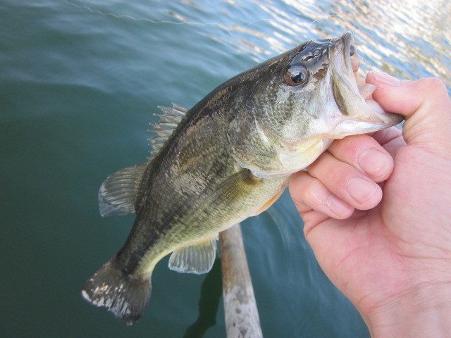 プロショップオオツカ バスフィッシング用品ネット通信販売 ブログ写真 2013/05/16