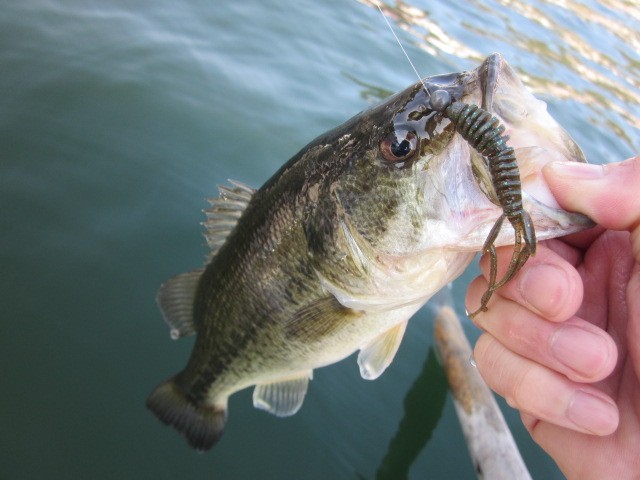 プロショップオオツカ バスフィッシング用品ネット通信販売 ブログ写真 2013/05/16