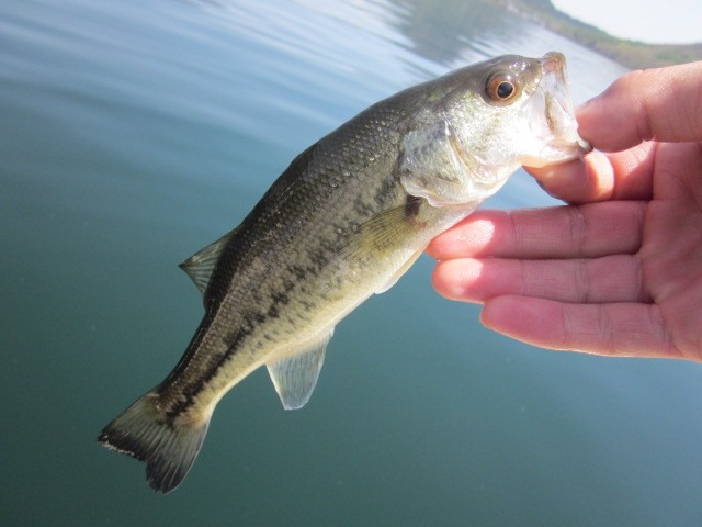 プロショップオオツカ バスフィッシング用品ネット通信販売 ブログ写真 2013/05/16