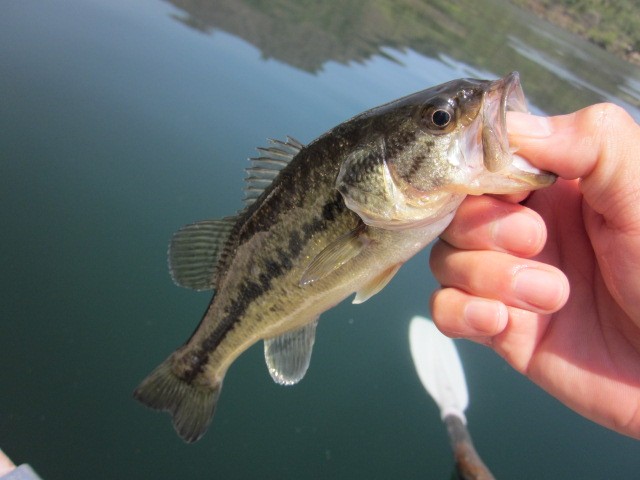 プロショップオオツカ バスフィッシング用品ネット通信販売 ブログ写真 2013/05/16