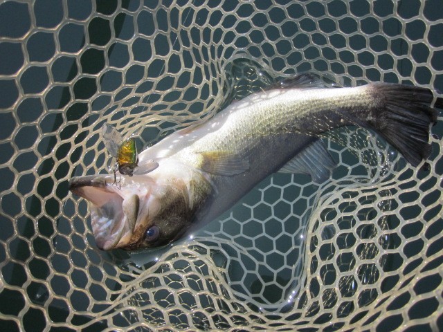 プロショップオオツカ バスフィッシング用品ネット通信販売 ブログ写真 2013/06/09