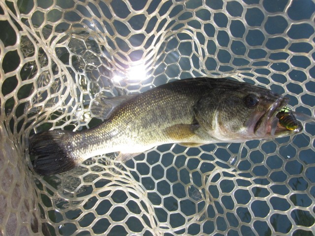 プロショップオオツカ バスフィッシング用品ネット通信販売 ブログ写真 2013/06/09