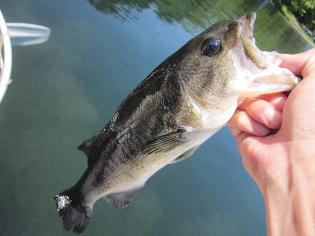 プロショップオオツカ バスフィッシング用品ネット通信販売 ブログ写真 2013/06/09