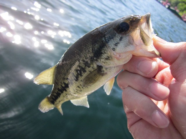 プロショップオオツカ バスフィッシング用品ネット通信販売 ブログ写真 2013/06/09