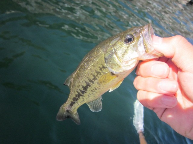 プロショップオオツカ バスフィッシング用品ネット通信販売 ブログ写真 2013/06/09