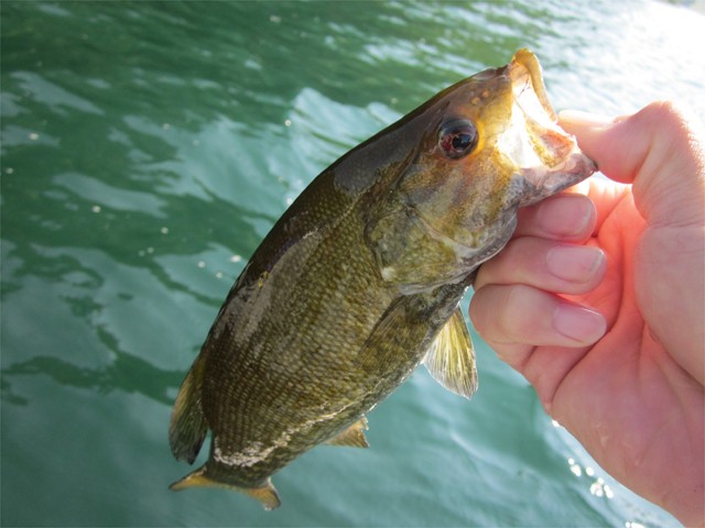 プロショップオオツカ バスフィッシング用品ネット通信販売 ブログ写真 2013/06/14