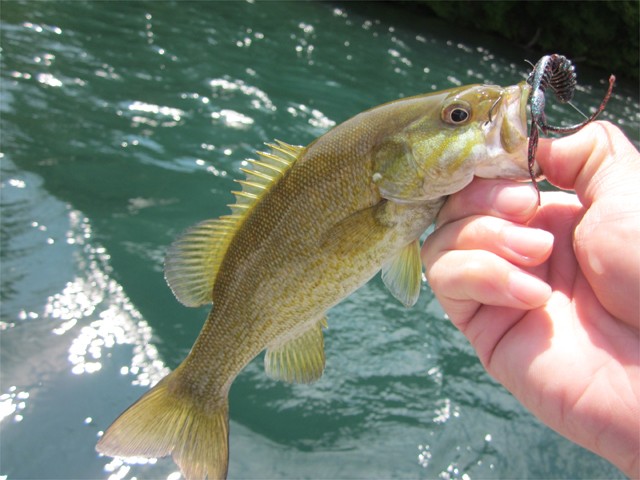 プロショップオオツカ バスフィッシング用品ネット通信販売 ブログ写真 2013/06/14