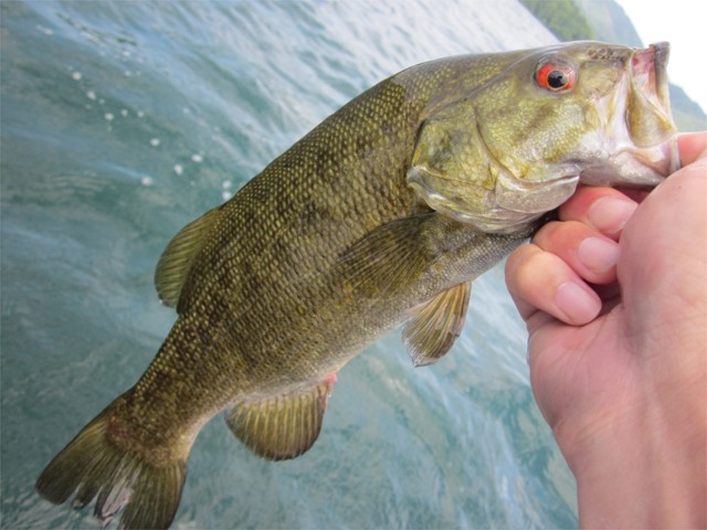 プロショップオオツカ バスフィッシング用品ネット通信販売 ブログ写真 2013/06/14