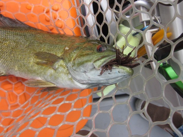 プロショップオオツカ バスフィッシング用品ネット通信販売 ブログ写真 2013/06/14