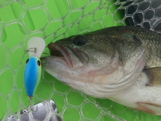 プロショップオオツカ バスフィッシング用品ネット通信販売 ブログ写真 2013/06/20