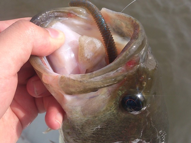 プロショップオオツカ バスフィッシング用品ネット通信販売 ブログ写真 2013/06/20