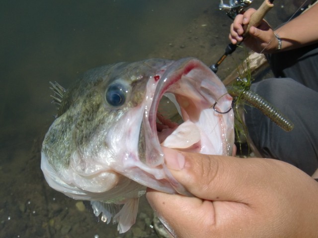 プロショップオオツカ バスフィッシング用品ネット通信販売 ブログ写真 2013/07/14