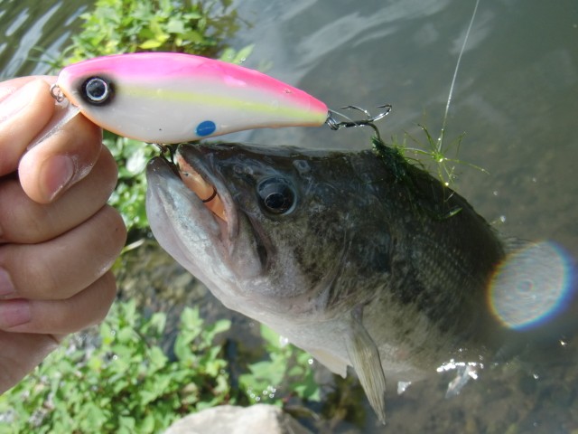 プロショップオオツカ バスフィッシング用品ネット通信販売 ブログ写真 2013/07/14