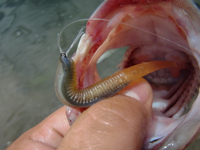 プロショップオオツカ バスフィッシング用品ネット通信販売 ブログ写真 2013/07/14