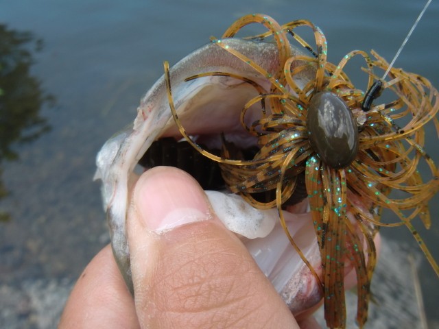 プロショップオオツカ バスフィッシング用品ネット通信販売 ブログ写真 2013/07/14