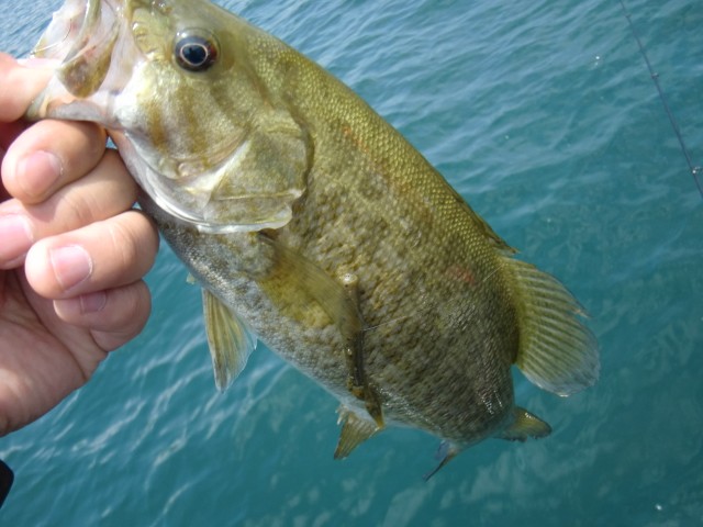 プロショップオオツカ バスフィッシング用品ネット通信販売 ブログ写真 2013/07/14