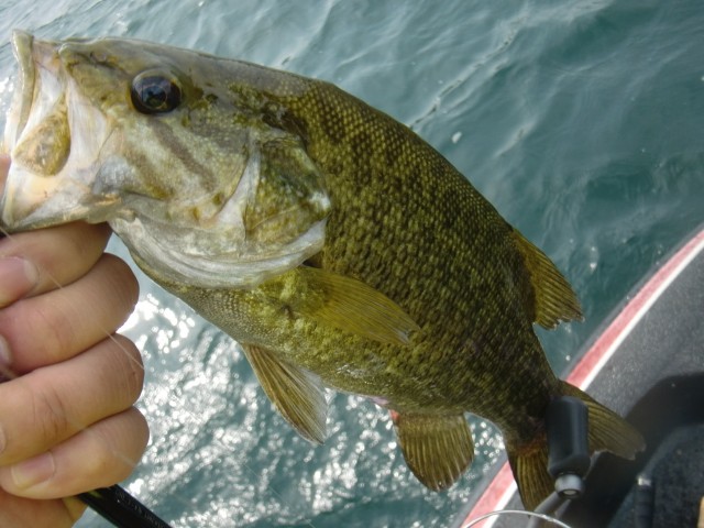 プロショップオオツカ バスフィッシング用品ネット通信販売 ブログ写真 2013/07/14