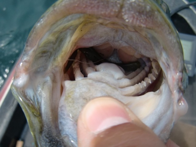 プロショップオオツカ バスフィッシング用品ネット通信販売 ブログ写真 2013/07/14