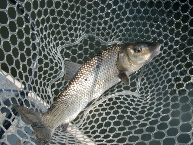 プロショップオオツカ バスフィッシング用品ネット通信販売 ブログ写真 2013/07/15