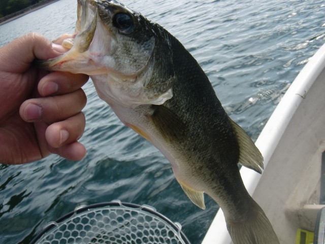 プロショップオオツカ バスフィッシング用品ネット通信販売 ブログ写真 2013/07/17