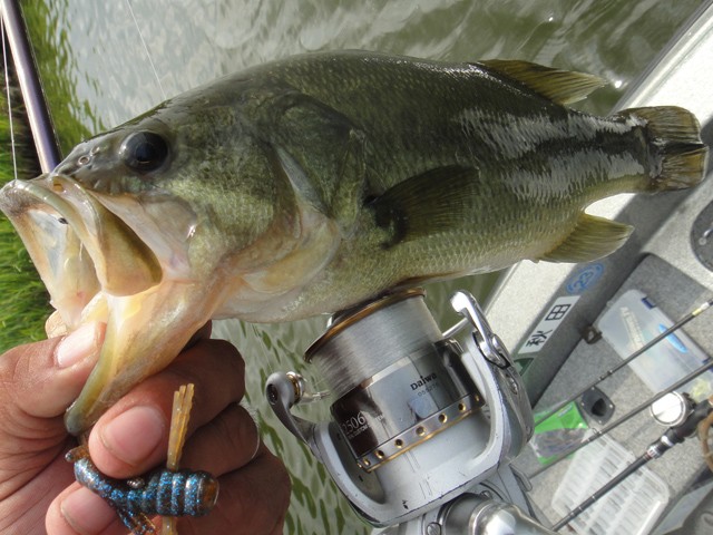 プロショップオオツカ バスフィッシング用品ネット通信販売 ブログ写真 2013/08/10