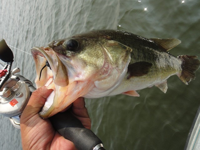 プロショップオオツカ バスフィッシング用品ネット通信販売 ブログ写真 2013/08/10