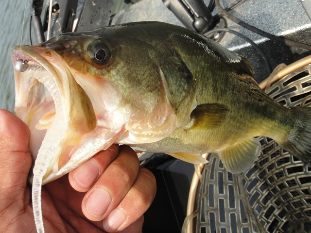 プロショップオオツカ バスフィッシング用品ネット通信販売 ブログ写真 2013/08/10