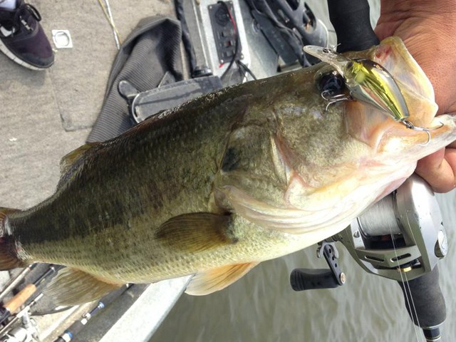 プロショップオオツカ バスフィッシング用品ネット通信販売 ブログ写真 2013/08/10