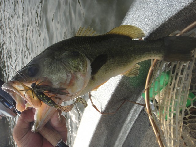 プロショップオオツカ バスフィッシング用品ネット通信販売 ブログ写真 2013/08/10