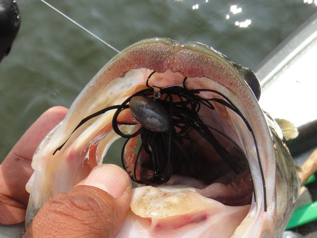 プロショップオオツカ バスフィッシング用品ネット通信販売 ブログ写真 2013/08/10