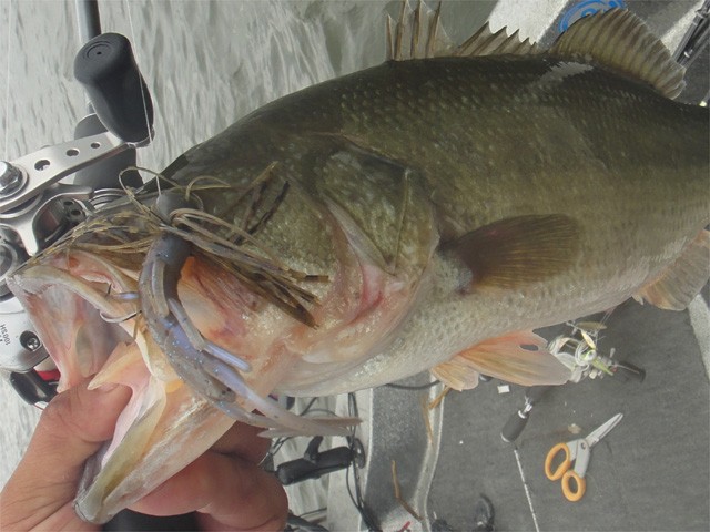 プロショップオオツカ バスフィッシング用品ネット通信販売 ブログ写真 2013/08/25