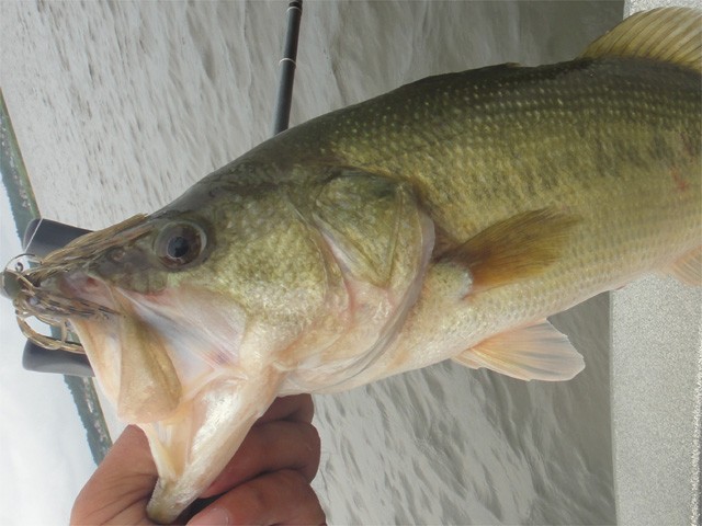 プロショップオオツカ バスフィッシング用品ネット通信販売 ブログ写真 2013/08/25