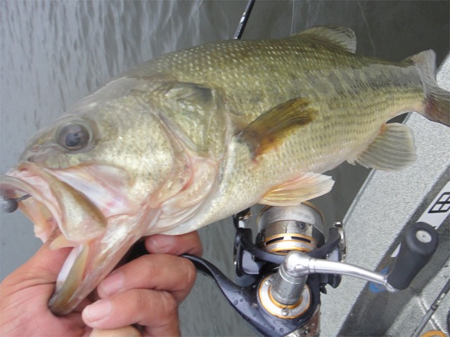 プロショップオオツカ バスフィッシング用品ネット通信販売 ブログ写真 2013/08/25