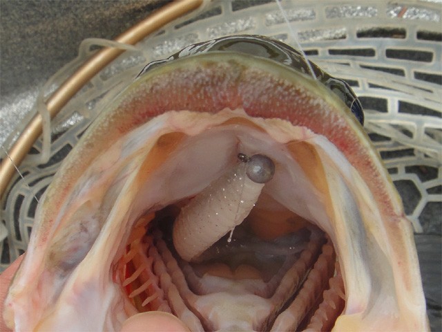 プロショップオオツカ バスフィッシング用品ネット通信販売 ブログ写真 2013/08/25